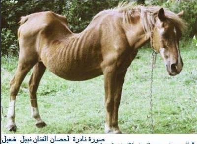 3oud
